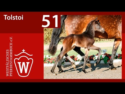 51 Tolstoi SF v. Toto JR . - Sandreo
