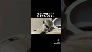 頭隠して尻隠さず。미어캣(meerkat)#shorts