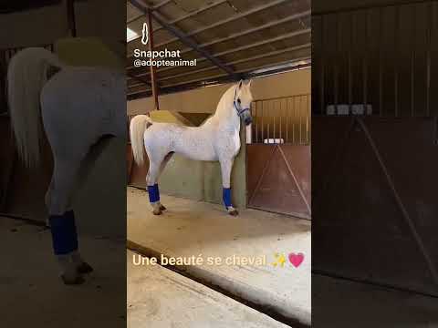 #cheval #magnifique