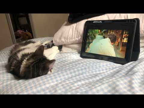 Cat Watching The Year EARTH CHANGED