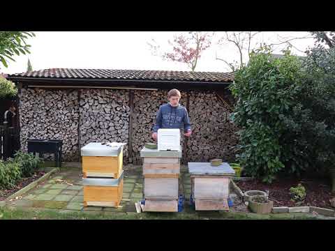 Styropor- vs Holz- Beuten