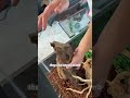 Buying A 6 000 Exotic Lizard