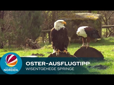 Ausflugstipp für die Osterferien: Raubtierfütterungen und Flugshows im Wisentgehege Springe