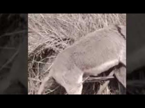 August 13, 2022 #animals #dogs #world #donkey