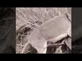 August 13 2022 Animals Dogs World Donkey