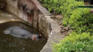 preview picture of video 'Hippo at Hyderabad Zoo #2'