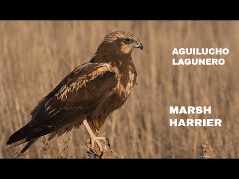AGUILUCHO LAGUNERO | MARSH HARRIER | Circus aeruginosus