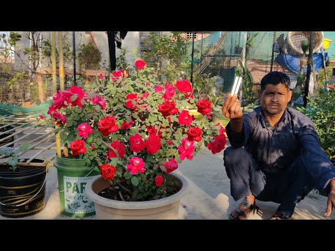 गुलाब पर आ गए ₹2 की इस चीज से इतने सारे फूल