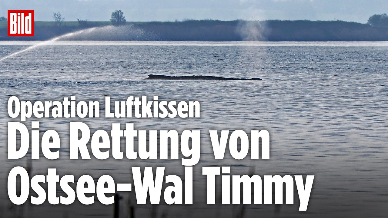 🔴 OSTSEE-WAL: Jetzt soll Timmy mit Luftkissen gerettet werden | BILD LIVE