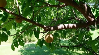 I cut down a walnut branch, it gave shade, now I'm breaking it down for firewood.
