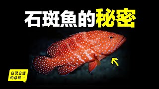[問卦] 台灣石斑魚野放的話