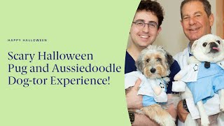 Scary Halloween Pug and Aussiedoodle Dog-tor Experience!