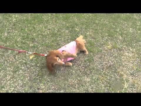 引きずられ散歩！？