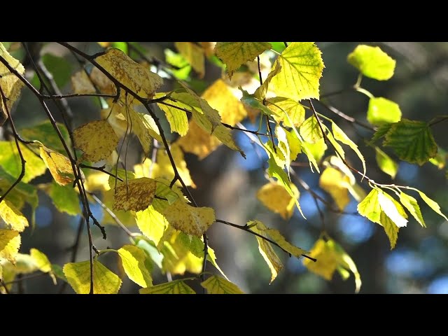 Холодный сентябрь