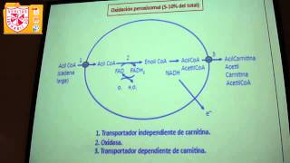 preview picture of video 'Bioquímica - Oxidación de Ácidos Grasos - H. del Castillo'