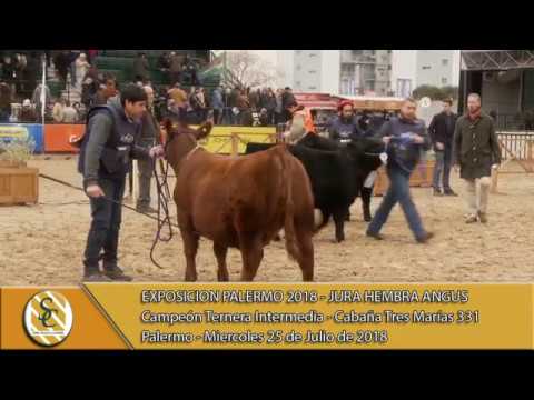 25-07-18 Campeonato Ternera Intermedia - Jura Hembra Angus - Palermo
