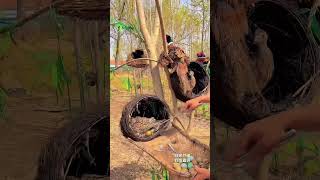 Download lagu Natural Pheasant Eggs 🥚 Farm Fresh & Healthy 🌾”village life #animal #shorts #villagelife mp3