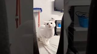 Download lagu Ngikutin Tingkah Laku Kucing😁🤣😅 #cat #sakinahtok #meow #kucing #kucinglucu mp3