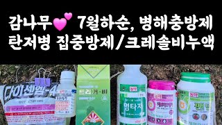 감나무???? 7월하순 병해충방제???? 탄저병 집중방제???? 크레솔 비누액 노린재 퇴치 ????