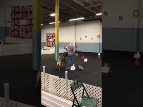 Saju AKC Rally Intermediate, First Place