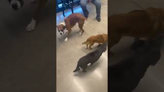 Video preview image #1 Mutt Puppy For Sale in Stratham, NH, USA