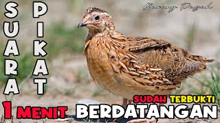 Download lagu THE MOST POWERFUL SOUND OF THE QUAIL BIRDS MORNING AFTERNOON EVENING mp3