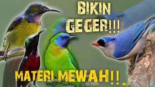 Download lagu BIKIN GEGER !!! MASTERAN MATERI MEWAH !!! KOLIBRI KELAPA - KOLIBRI NINJA - CUCAK KINOY - RAMBATAN !! mp3 Download lagu BIKIN GEGER !!! MASTERAN MATERI MEWAH !!! KOLIBRI KELAPA - KOLIBRI NINJA - CUCAK KINOY - RAMBATAN !! mp3