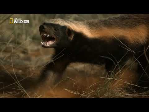 Documental: el tejon de la miel
