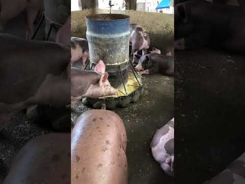 Granja gf suinos em Itapipoca Ce a máquina da suinocultura do nordeste 🚀🚀🚀🚀