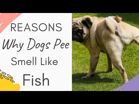 YouTube video about: Why does my dog's urine smell like skunk?