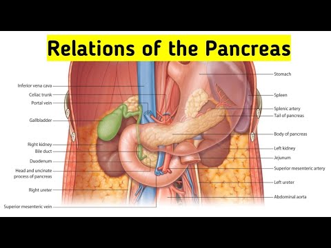Anatomical Relations of the Pancreatic Head, Neck, Body & Tail 📚🧐#pancreas #anatomy