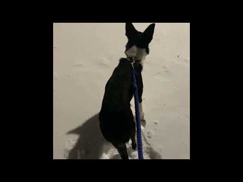 | How to walk your roommate’s dog | No control | Full crazy 🐍| Border Collie