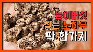 올 첫 능이버섯 산행 능이버섯 찾는 나만의 꿀 팁 알려 드릴께요