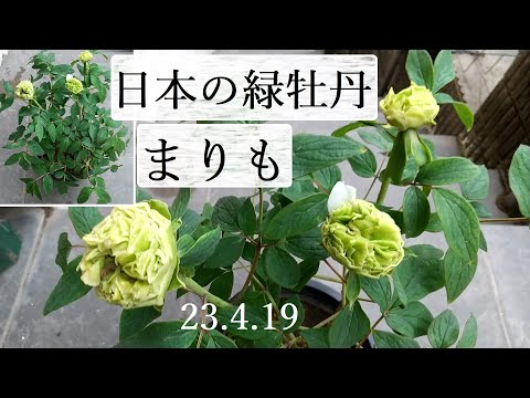 中国の牡丹、高貴な牡丹 植物