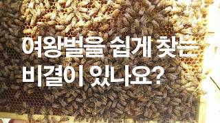 여왕벌을 쉽게 찾는 비결이 있나요? 여왕벌 찾기