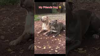 My Friends Dog vs My Dog 🐾🐶  #pets #funnydogs #funnydogvideos #funnyvideo #dog #shorts