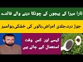 Tara Mera Ke Beej Ke Fayde Aruguls Seeds Benefits