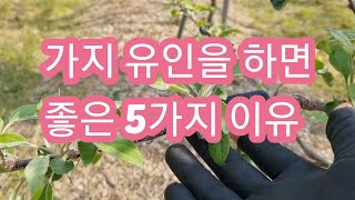 사과나무 가지를 유인하면 좋은 5가지 이유