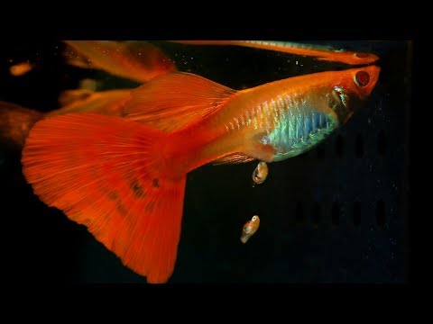 Watch Video on YouTube