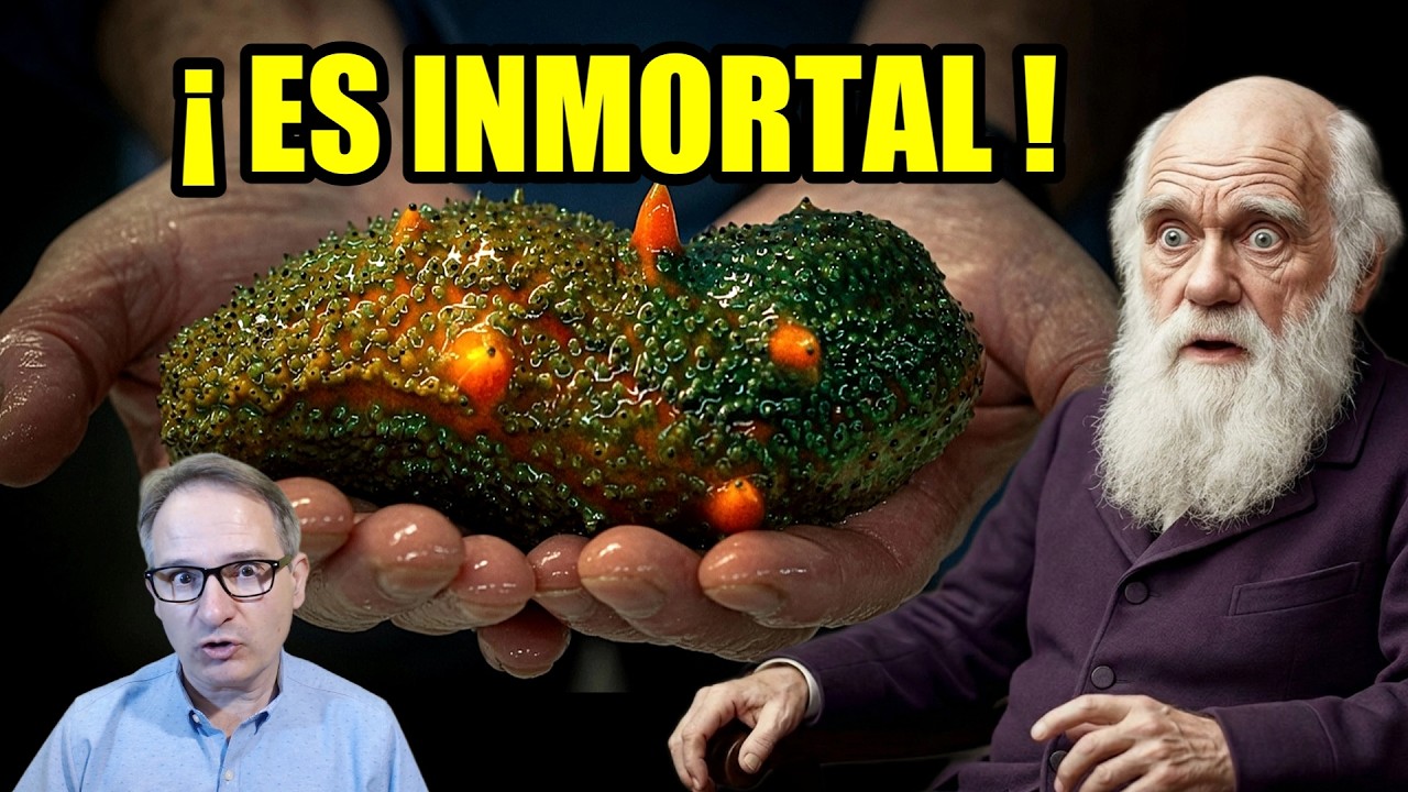 ¡DARWIN NO SE LO CREERÍA! Descubren que los trozos del Pepino de Mar vive indefinidamente