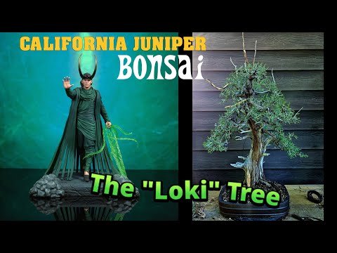 Restyling a 500 yr old Yamadori California Juniper Bonsai from the Pacific Bonsai Expo #bonsai