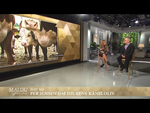 , title : 'Per Jensen om djurens känsloliv: ”Kalven står och råmar efter sin mamma" - Malou Efter tio (TV4)'