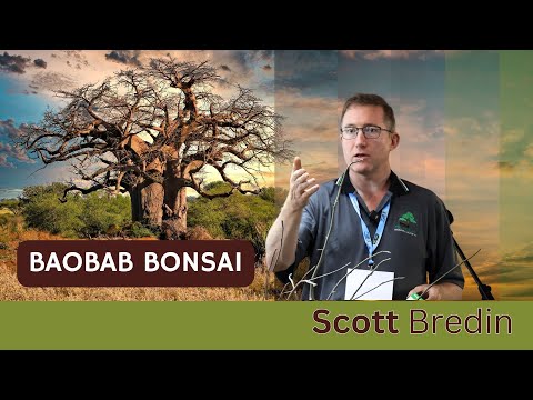 Baobab Bonsai with Scott Bredin