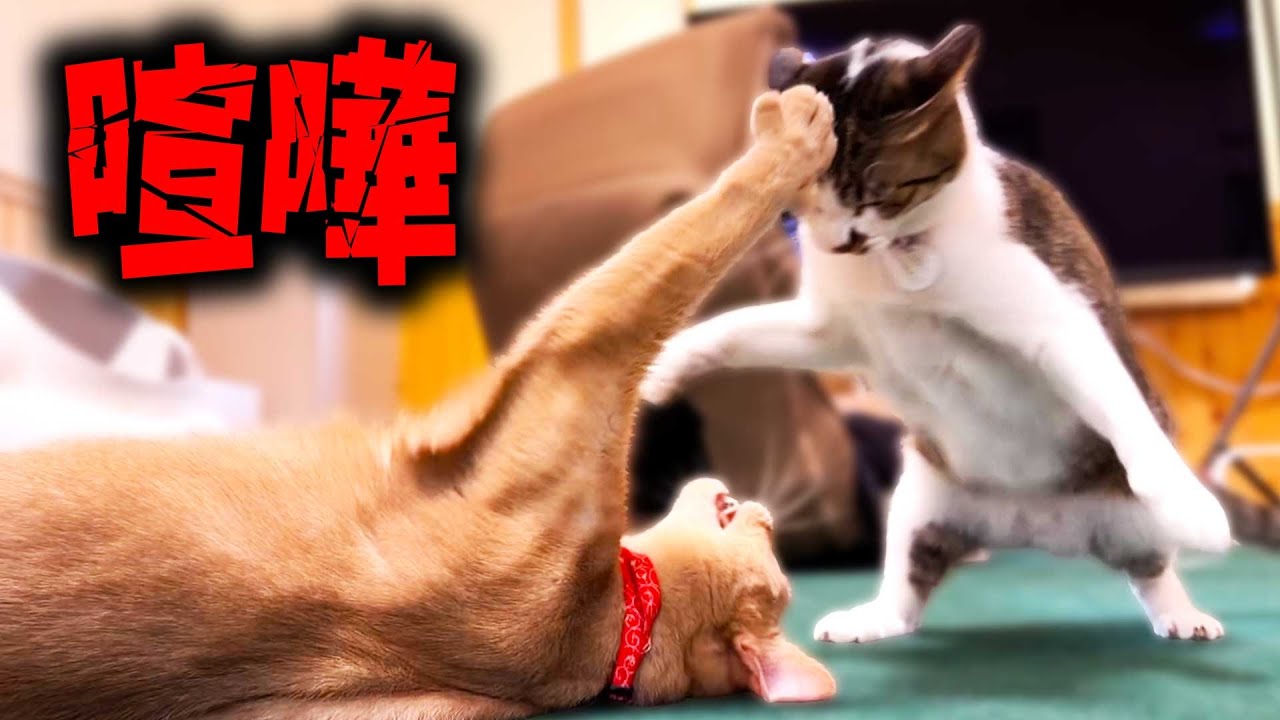 おりぁあああ！！！！！