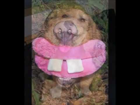 Positve Mental Trip feat. Loud And Conscious - Smile, Smile, Smile.mp4