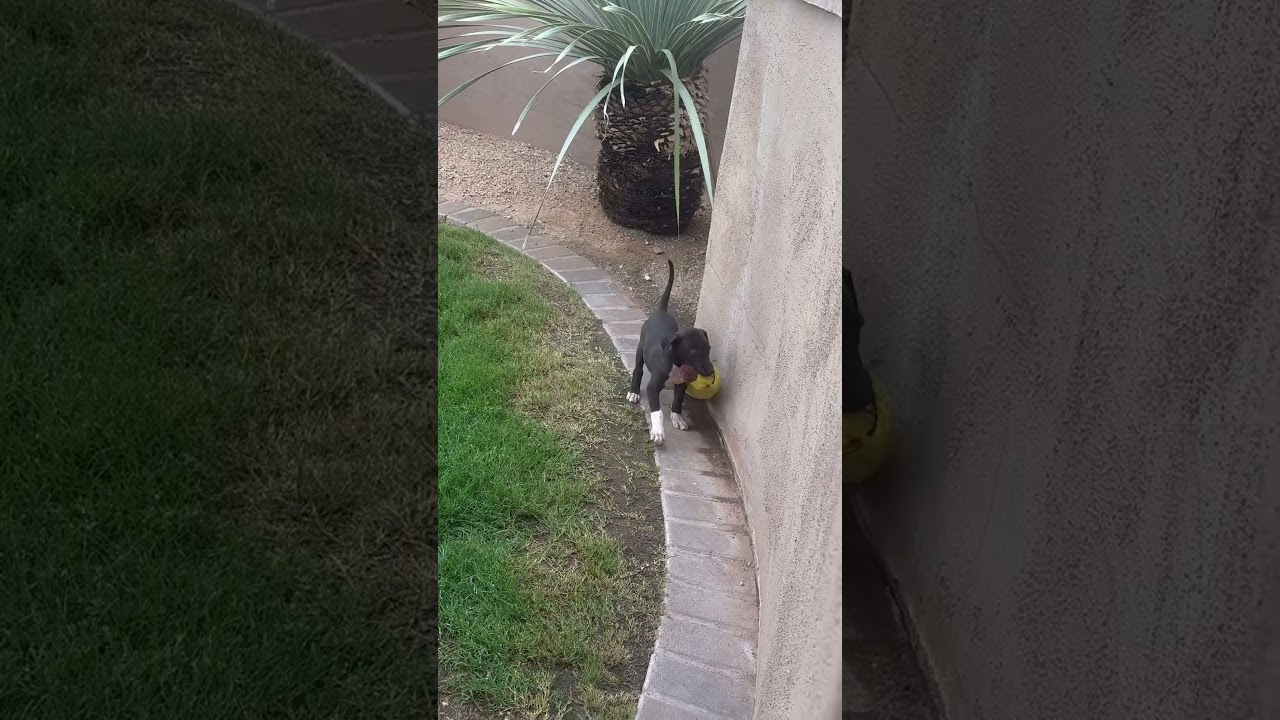 Enlarge Rori, a Adoptable mixed breed in Scottsdale, AZ video 4/4
