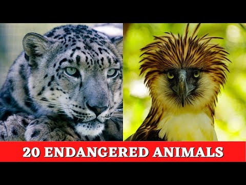 Discover the Top 20 Most Endangered Animals: Learn Animal Species in Danger of Extinction