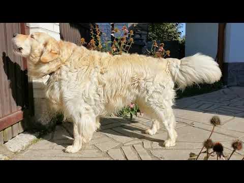 Golden Retriever barking