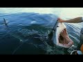 Great White Shark encounters that will TERRIFY you