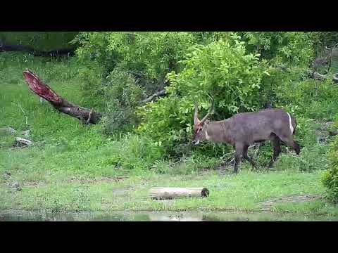 Djuma: Waterbuck bull and Hippo - 16:17 - 01/14/2020
